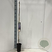 Wisteria sinensis 100 cm C1.5 met stok