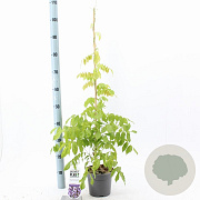 Wisteria sinensis 'Prolific' 80-100 cm 2,0L met stok