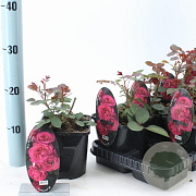 Rosa (T) Blackberry Nip 10-15 cm C1.5