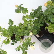 Rosa (F) Jolandia 10-15 cm C1.5