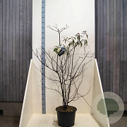Cornus controversa 125-150 cm 20L meerstammig