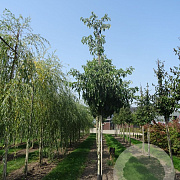 Cornus controversa 10-12 HO draadkluit