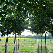 Cornus controversa 10-12 HO draadkluit