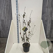 Cornus mas 80-100 cm 10L meerstammig
