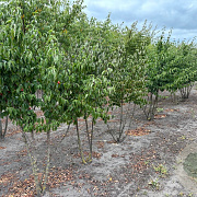 Cornus mas 175-200 cm draadkluit struik op Stam
