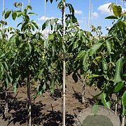 Juglans r. 'Broadview' 6-8 HO draadkluit