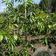 Juglans r. 'Buccaneer' 10-12 HO draadkluit