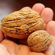 Juglans r. 'Lange van Lod' 14-16 HO draadkluit