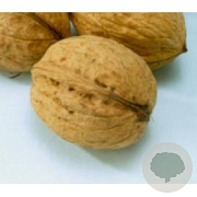 Juglans r. 'Nr 16' 12-14 HO draadkluit