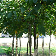 Juglans r. 'Plovdivski' 12-14 HO draadkluit