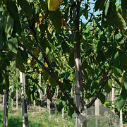 Juglans r. 'Proslavski' 14-16 HO draadkluit