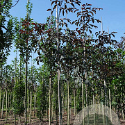 Juglans r. 'Purpurea' 8-10 HO draadkluit