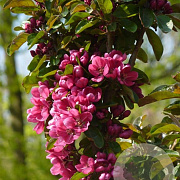 Malus d. 'Apollo' 200-250 cm draadkluit solitair