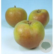 Malus d. Dubbele Bellefleur 25-30 HO draadkluit 250 cm stam