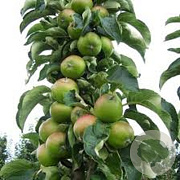 Malus d. 'Greencats' 150-175 cm 40L