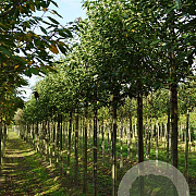 Prunus a. 'John Frost' 18-20 HO draadkluit