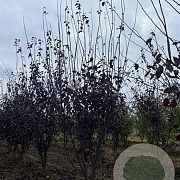 Prunus cer. 'Nigra' 300-350 cm draadkluit meerstammig