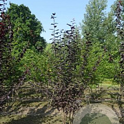 Prunus cer. 'Nigra' 600-700 cm draadkluit meerstammig