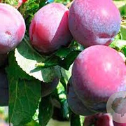 Prunus d. Althans Reine Claude 8-10 HA 15L
