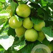 Prunus d. Stor Grön Reine Claude 8-10 HO draadkluit