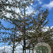 Prunus incisa 'February Pink' 14-16 HO draadkluit