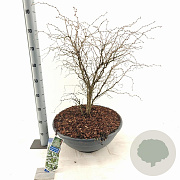Prunus incisa 'Kojou-no-mai' 50-60 cm 35L