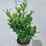Prunus l. Bonaparte 40-60 cm 5,0L