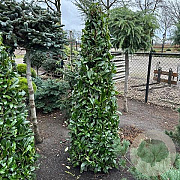 Prunus l. 'Caucasica' 190-200 cm cont. 65L Potgedrukt kegel