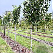 Prunus l. 'Caucasica' 12-14 HO draadkluit LEIVORM 200 cm stam