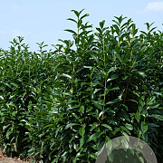 Prunus l. Genolia 175-200 cm draadkluit struik op Stam