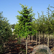 Prunus lusitanica Tico 16-18 HO draadkluit