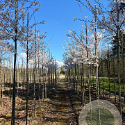 Prunus 'Mieke' 10-12 HO draadkluit