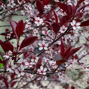 Prunus nipponica 'Ruby' 400-450 cm draadkluit struik