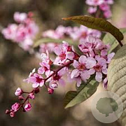 Prunus padus 'Colorata' 700-800 cm draadkluit meerstammig