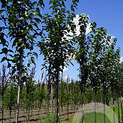 Prunus padus 'Tiefurt' 8-10 HO draadkluit