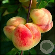 Prunus p. 'Melred' 8-10 HO draadkluit