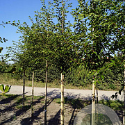 Prunus Royal Flame 12-14 HO draadkluit