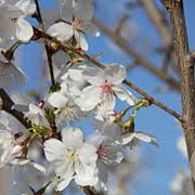 Prunus Royal Flame 25-30 HO draadkluit