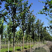 Prunus sargentii 'Rancho' 8-10 HO draadkluit