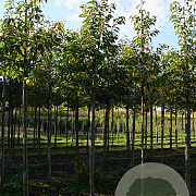 Prunus ser. 'Hokusai' 18-20 HO draadkluit