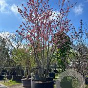 Prunus ser. 'Kanzan' 600-700 cm draadkluit meerstammig