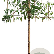 Prunus ser. 'Kanzan' 16-18 HO draadkluit 200 cm stam LEIVORM