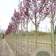 Prunus ser. 'Royal Burgundy' 10-12 HO draadkluit