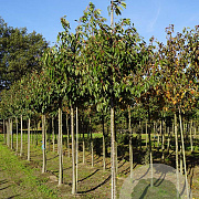 Prunus ser. 'Taihaku' 20-25 HO draadkluit