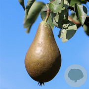 Pyrus c. Clapps Liebling 8-10 HA 15L