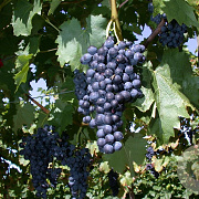 Vitis 'Regent' 80-100 cm rozenpot 2L