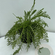 Achillea m. 'Cerise Queen' GM 2,0L