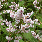 Aconogonon campanulatum 'CBCH292' GM P9