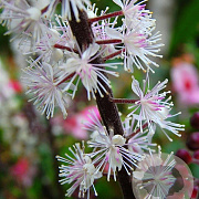 Actaea simp. 'Pink Spike' GM P9