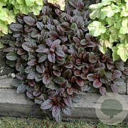 Ajuga reptans 'Mini Mahogany' GM P9